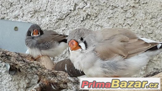 KRÁSNÉ ZEBŘICKY 1,1 černolící po výstavním otci – fotografie 1