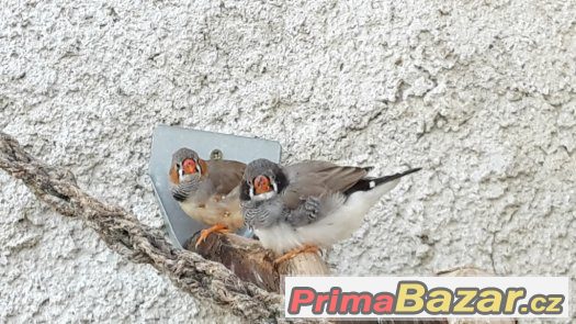 KRÁSNÉ ZEBŘICKY 1,1 černolící po výstavním otci – fotografie 3