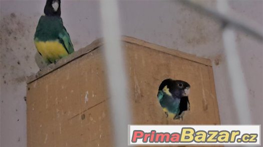 BARNARD LÍMCOVÝ JIŽNÍ chovná 0,1 2013 – fotografie 1