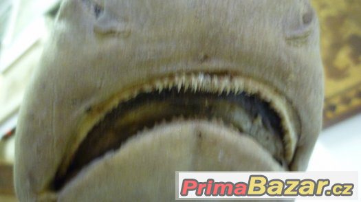 Žralok Shark Hai - pravá vycpaná ryba, trofej – fotografie 1