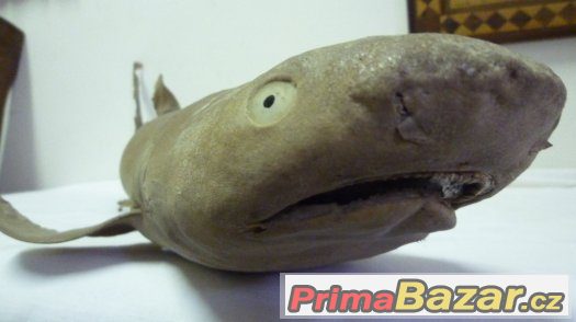 Žralok Shark Hai - pravá vycpaná ryba, trofej – fotografie 3