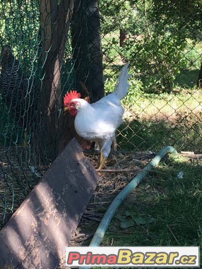 Kohouti Leghorn – fotografie 5