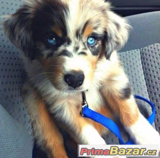 Koupíme štěně - stále aktuální – fotografie 2
