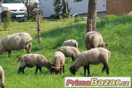 JEHŇATA NA PRODEJ – fotografie 1