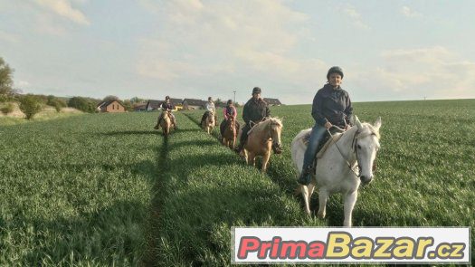 Nabídka ustájení koní – fotografie 4