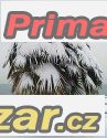 Trachycarpus fortunei -naklíčená semena – fotografie 1