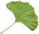 Gingko biloba - sazenice