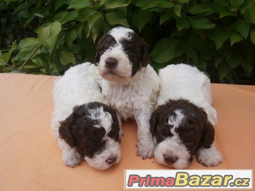 Lagotto Romagnolo – fotografie 1