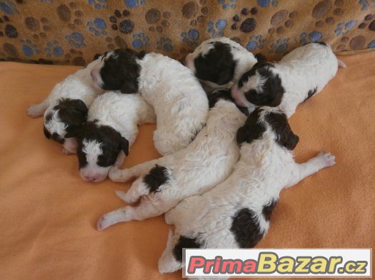 Lagotto romagnolo Italský vodní pes – fotografie 2