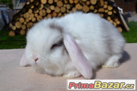 Aghata zakrslý beránek – fotografie 1