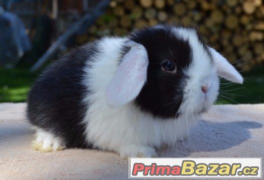 ChS Ušáčkové nabízí zakrslé beránky – fotografie 1