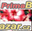 Adenium Star of big romance - semena – fotografie 1