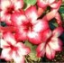 Adenium Star of big romance - semena