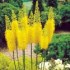 Eremurus stenophyllus - kořenová hlíza
