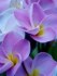 Plumeria I Will survive - sazenice