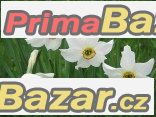 Narcis bílý - cibulky – fotografie 1