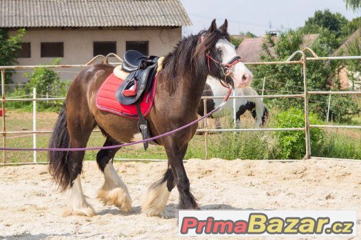 Nádherná vysoká kobča irského coba – fotografie 3