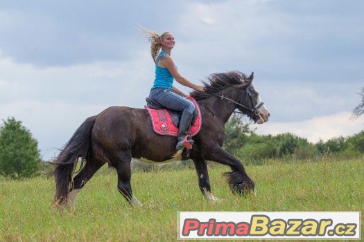 Nádherná vysoká kobča irského coba – fotografie 5