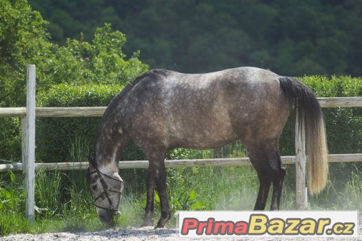 Valach po Carbido 100% charakter – fotografie 2