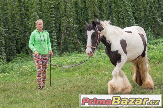Irská cobka těsně před obsednutím – fotografie 3
