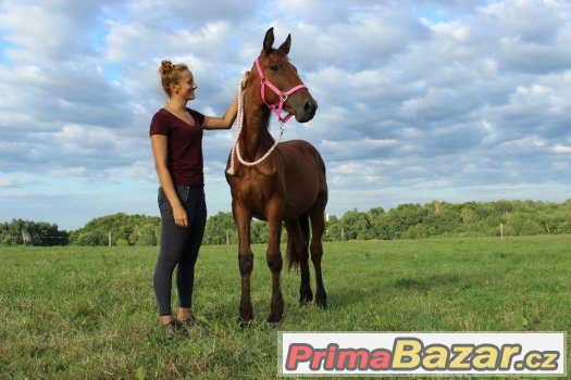 Barokní klisna – fotografie 2