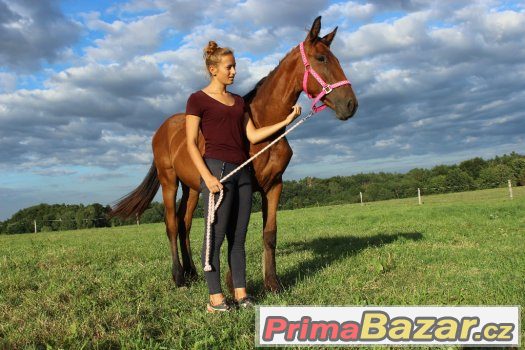 Barokní klisna – fotografie 4