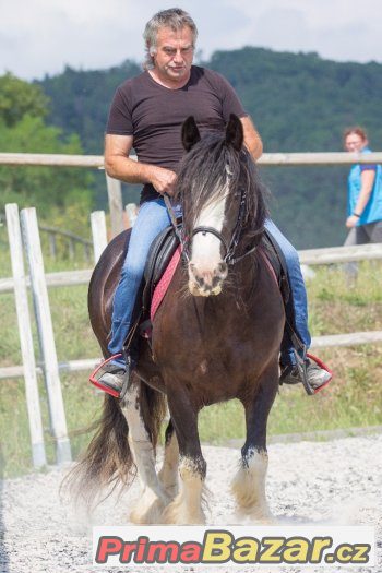 Připuštěná kobyla irského coba do rodiny – fotografie 1