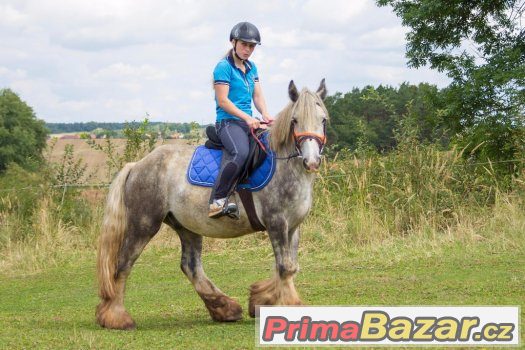 Spolehlivý valach irského coba – fotografie 4