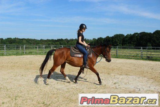Valach arab X APPA , 4,5 roku ,vysoký 148cm – fotografie 3