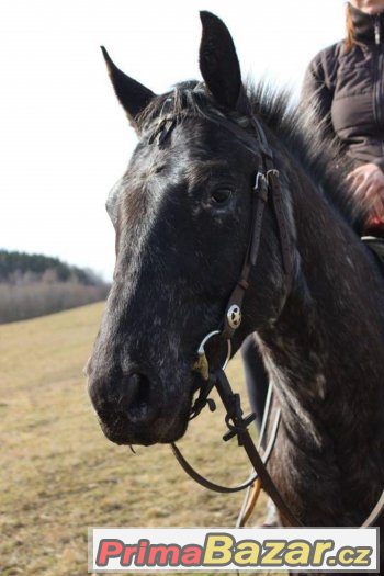 Valach appalosa 5let, výška 158cm – fotografie 2