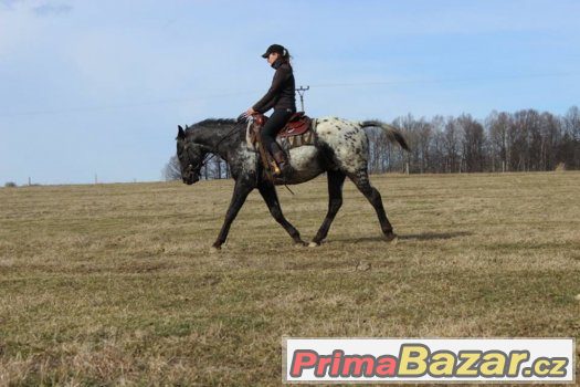 Valach appalosa 5let, výška 158cm – fotografie 5
