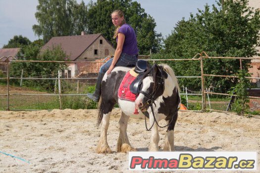 Více koní vhodných do rodiny pro děti, začátečníky i zkušené – fotografie 2