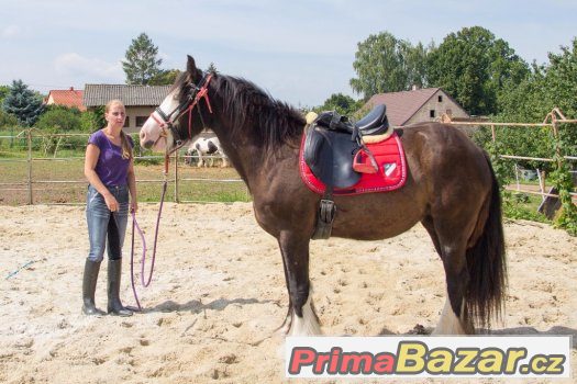 Více koní vhodných do rodiny pro děti, začátečníky i zkušené – fotografie 3