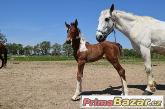 Klisna lipicána 9let – fotografie 4