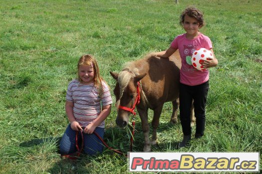 Valášek v typu minipony 90cm,4 roky – fotografie 2