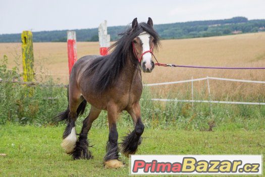Irští cobové pro zkušené i začátečníky – fotografie 4