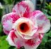 Adenium Wanjai - sazenice