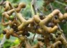 Hovenia Dulcis - sazenice