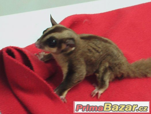 Petaurus breviceps- vakoveverka létavá – fotografie 1
