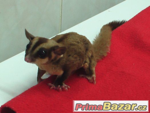 Petaurus breviceps- vakoveverka létavá – fotografie 2