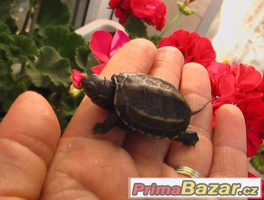 Mláďata vodních želviček – fotografie 4