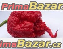 Chilli Carolina Reaper - semena – fotografie 1