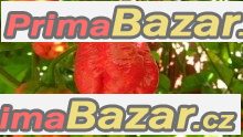 Chilli Trinidad Moruga Scorpion Red - semena – fotografie 1