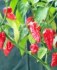 Chilli Fatali Red - semena