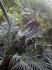 Chamaerops humilis -  naklíčená semena