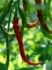 Chilli Indian Jwala - semena