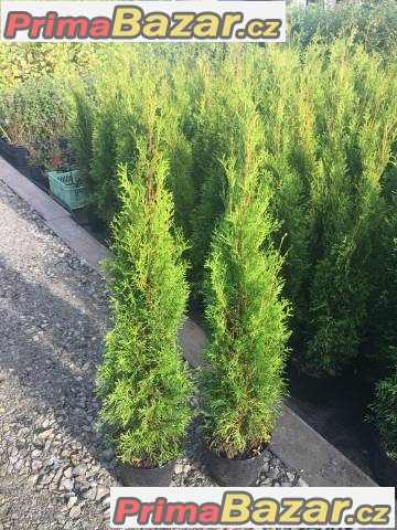 Thuja smaragd - akce - 55,-Kč/50cm – fotografie 1