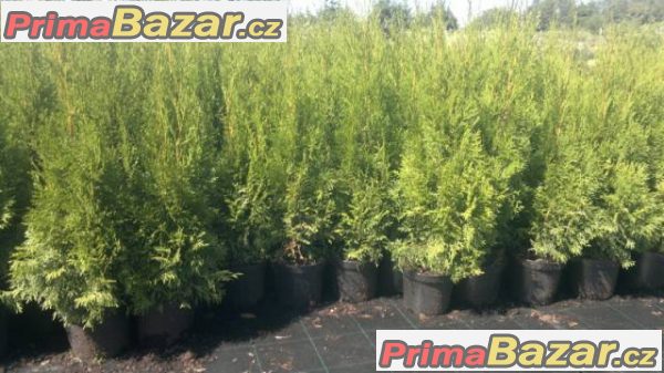 Thuja smaragd - akce - 55,-Kč/50cm – fotografie 3