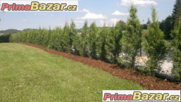 Thuja smaragd - akce - 55,-Kč/50cm – fotografie 4