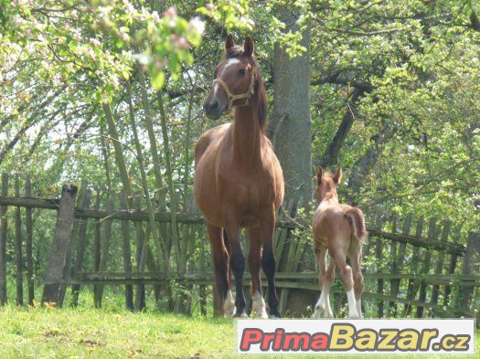 letošní krasavec po Quick Lauro Z – fotografie 3